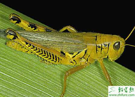 蝗蟲該怎樣飼養管理