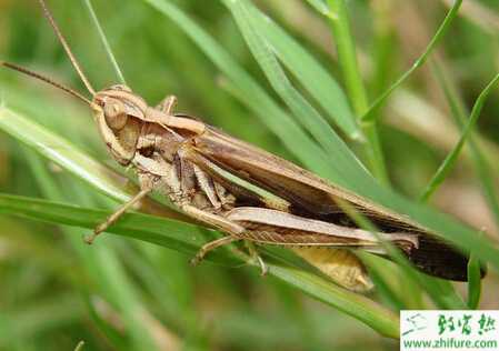 飼養管理螞蚱的經驗