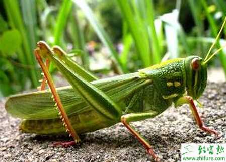 養殖東亞飛蝗的技術