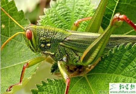 蝗蟲到底該如何養殖