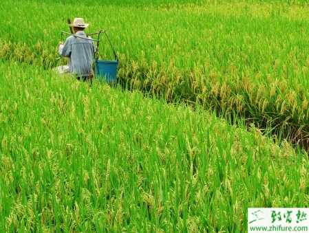種水稻如何田間化學除草