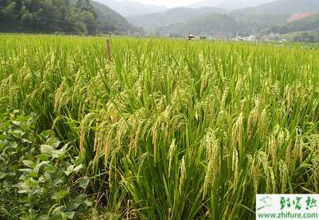 種水稻“三控”施肥問題