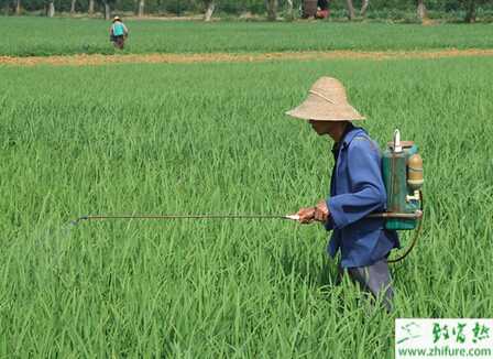 田間如何管理水稻的經驗