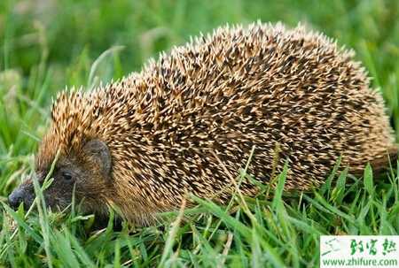養(yǎng)刺猬的市場前景