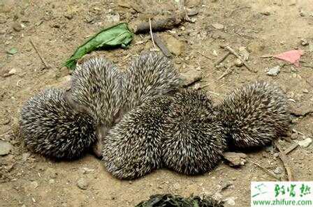 養殖刺猬窩室的修建方法