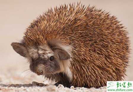人工飼養刺猬的場址選擇
