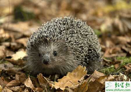 養殖刺猬的產子和子猬的培育經驗