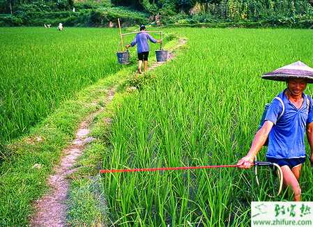 水稻和黑木耳套作的經驗