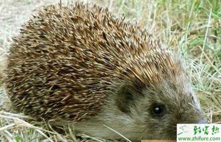 養殖刺猬胃腸炎的防治