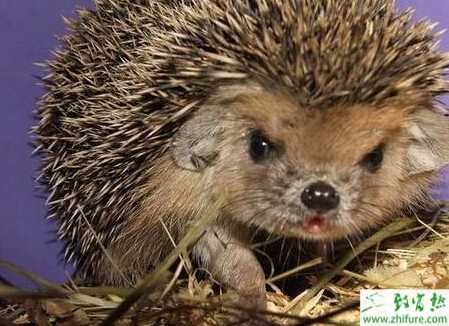 如何飼養管理子幼刺猬