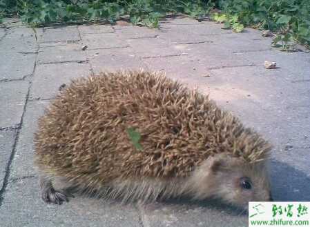 淺析刺猬的飼養管理