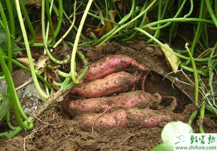 種甘薯的儲(chǔ)藏訣竅