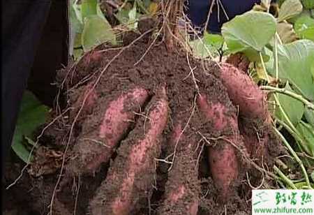 種甘薯黑斑病的多重防治