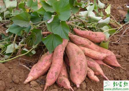 種紅薯軟腐病的防治