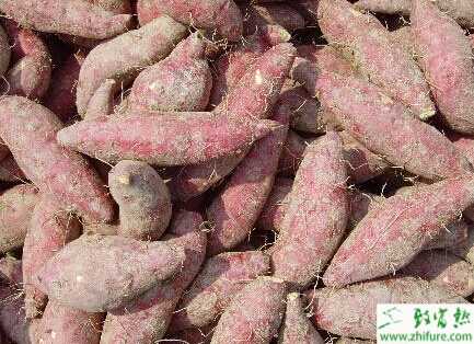 種紅薯收獲應(yīng)注意的問題