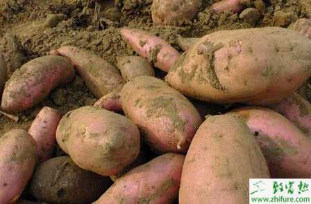 種甘薯田間管理四要點