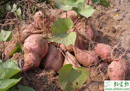 種甘薯生長中期管理要點