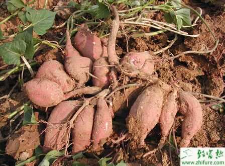 種甘薯的甘薯種的選留與貯藏