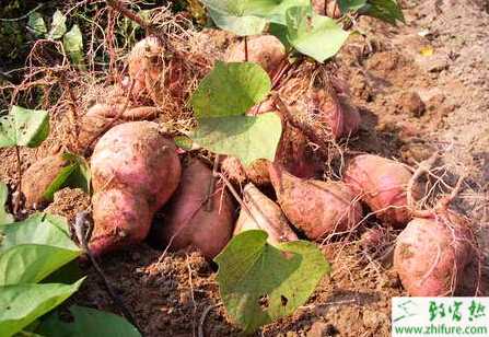 淺談覆膜甘薯高產的栽培要點