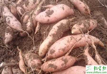 種甘薯凍害的防治