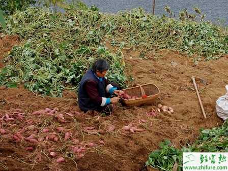 種甘薯的施肥技術(shù)要點(diǎn)
