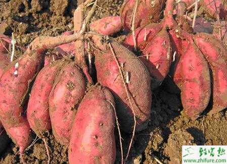 種甘薯褐斑病的防治