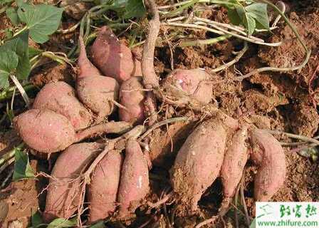 如何預防甘薯爛窖