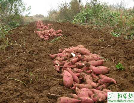 脫毒甘薯的栽培技術