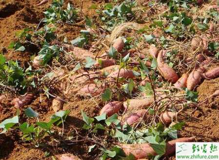如何抑制紅薯藤葉徒長