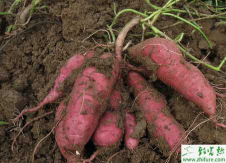 如何預(yù)防甘薯貯藏期病害