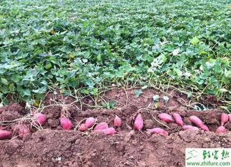 秋薯要高產早種是關鍵