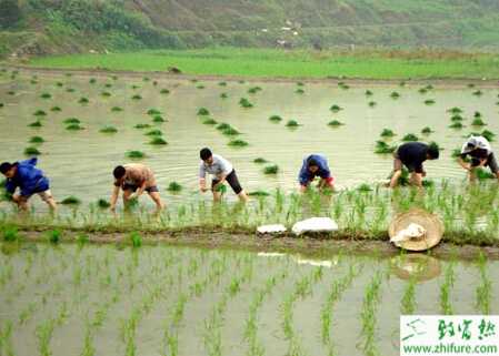 大田栽培管理水稻的經驗