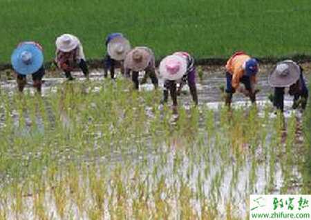 用藥處理種子可以防治水稻惡苗病