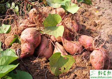 雙季紅薯的栽培經驗