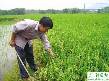 雜交水稻的高產栽培