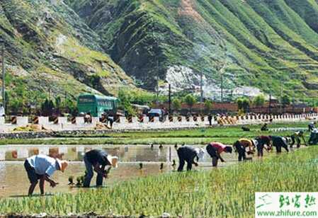 大田前期栽培管理水稻的要點