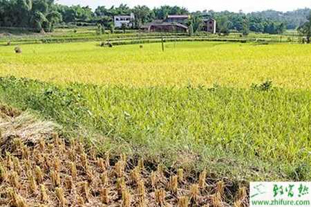 種雜交水稻浸種催芽方法