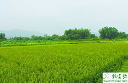 種水稻機插秧的管理