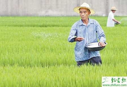 7招辨雜交水稻種子真假