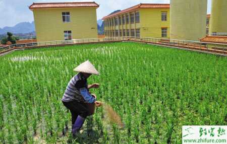 種水稻拔節長穗期的田間管理