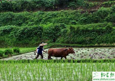 種水稻鉆心蟲的防治