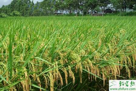 種水稻灌漿期的管理要點