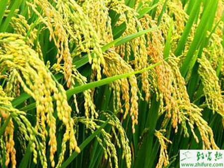 種水稻旱育稀植栽培技術要點