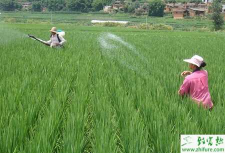 種水稻生長后期栽培要點