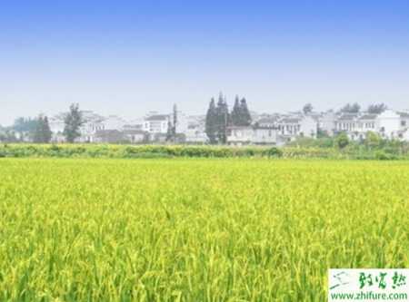 水稻精確定量栽培中怎樣合理確定氮肥用量