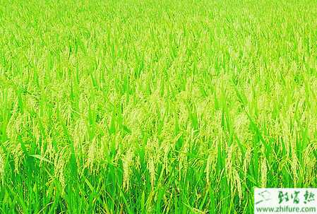 種水稻播種前為什么要進行曬種