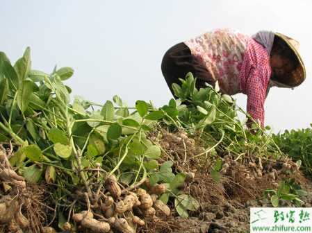 種花生要搞好花生中后期管理
