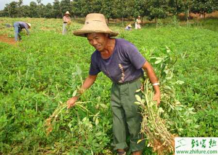 種花生田暗黑鰓金龜?shù)姆乐? /></a>
                    </dt>
                    <dd class=