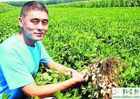 種花生種子的貯藏方法