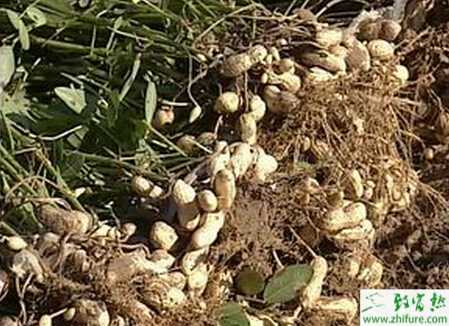 春花生覆蓋地膜的栽培